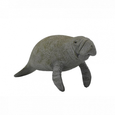 *Ламантин - морская корова, L