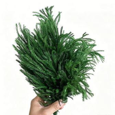 Сухоцвет "Сосна пиния", длина 20-30 см, 30 гр. Зеленый