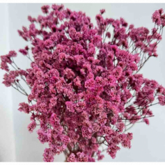 Сухоцвет "Каспия", 65-70 см, 120 гр/упак., фуксия
